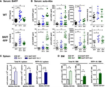 Frontiers | B Cell-activating Factor (BAFF) From Dendritic Cells ...